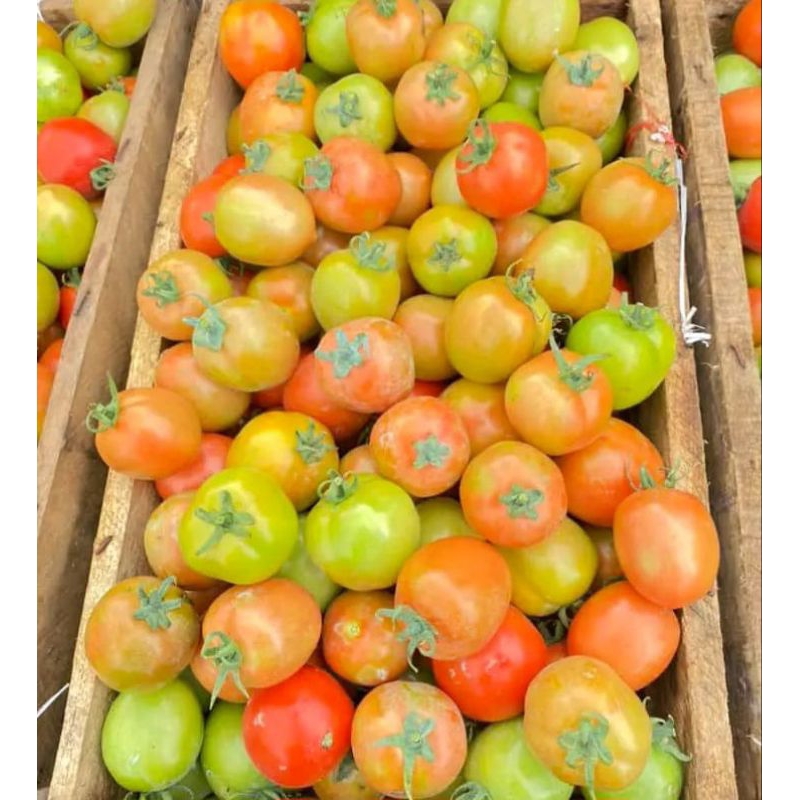 30 Biji Benih Tomat Sambal | Benih Tomat Buah | Benih Tomat Sayur | Bibit Tomat Buah | Benih Sayuran