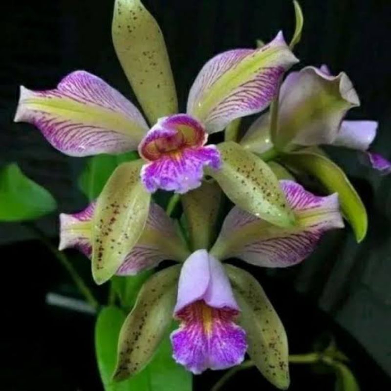 Anggrek Cattleya mini green