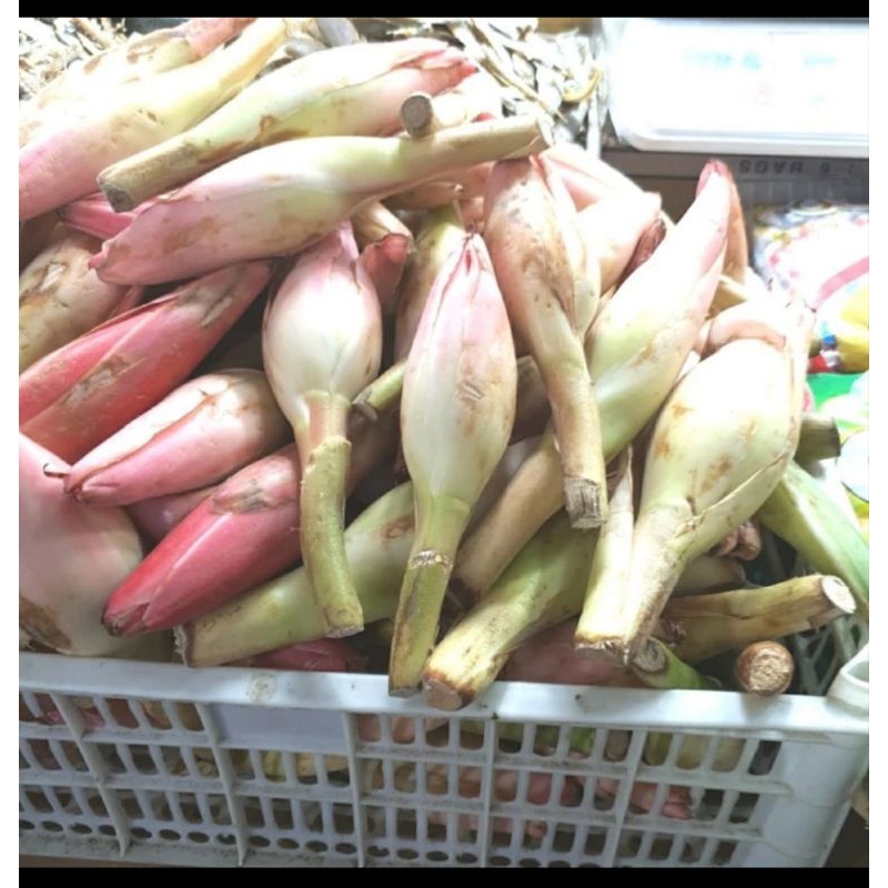 

kincung kecombrang bunga rias medan 1kg