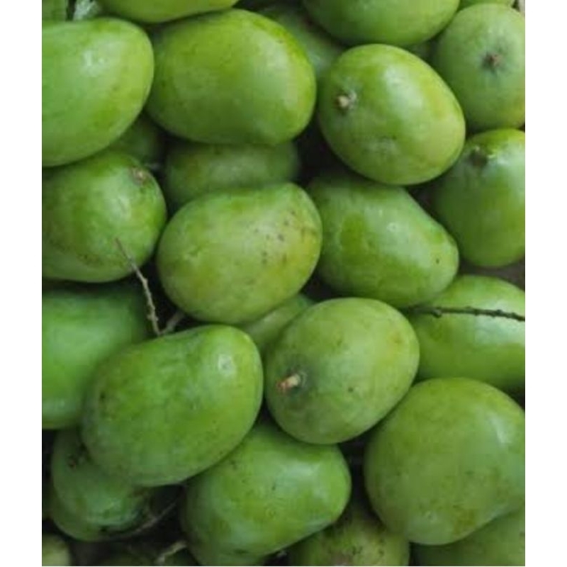 

buah mangga muda besar 1 kg/mangga rujak besar 1 kg