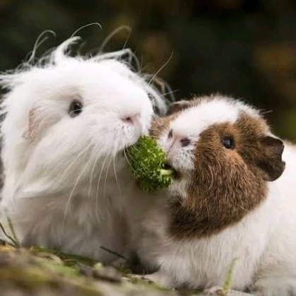 GUINEA PIG - Marmut Guinea Pig Jinak Lucu Imut Murah