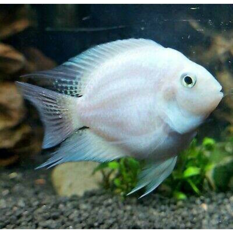 ikan blue polar platinum cichlid