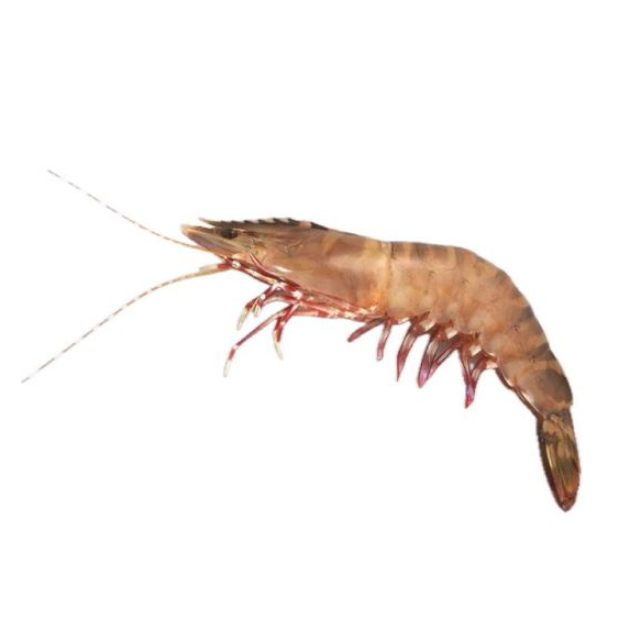 

Flower Prawn / Udang bunga 950 Gram