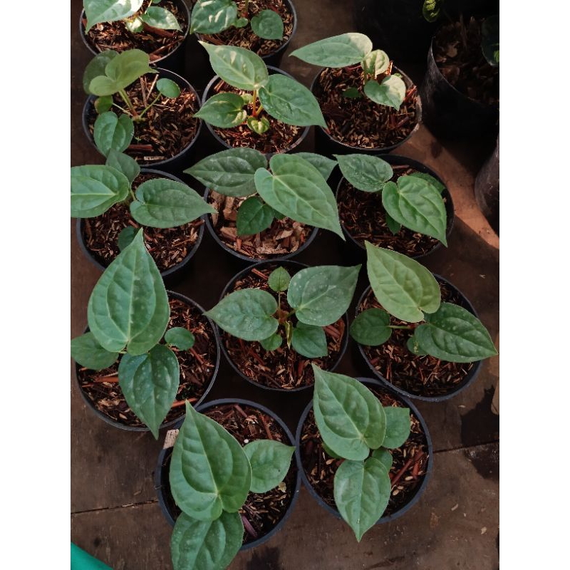 anthurium dorayaki X luxiran