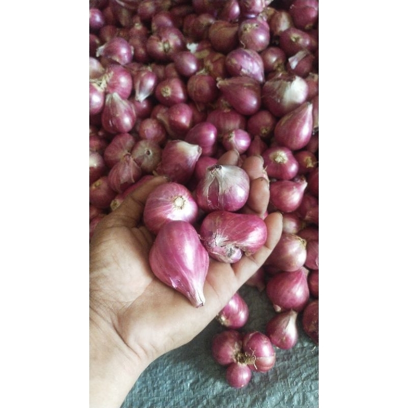

bawang merah ORI probolinggo