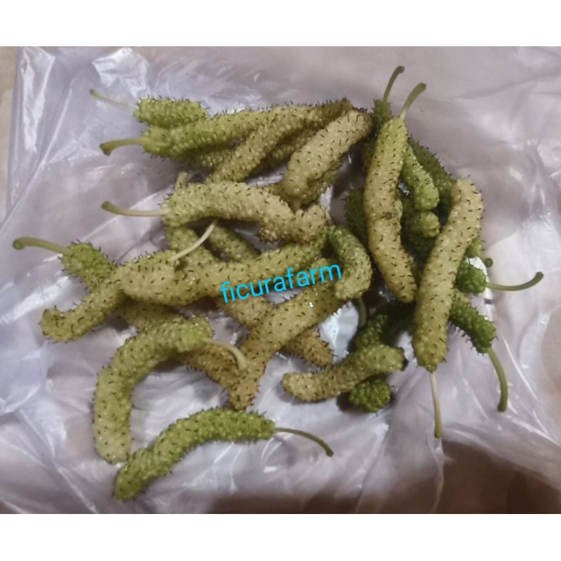 bibit White Long Murbei aroma vanila asli | fresh cutting batang besar