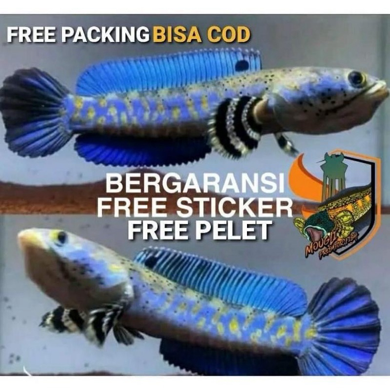 (mouglifish) blue pulcra singel tank flaring galak 12-15cm free sticker dan pelet