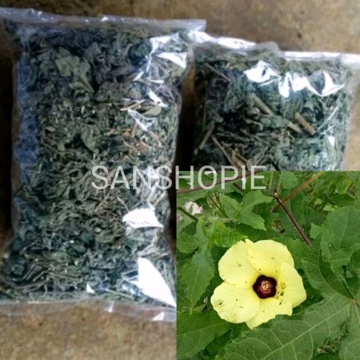 

Daun Kapasan Kaworo atau Gandapura kering 100 gram