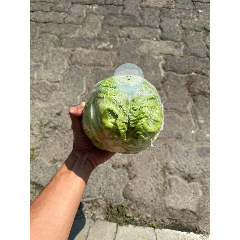 

KOL HIJAU IMPOR / GREEN CABBAGE IMPORT