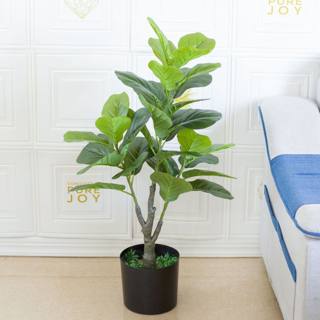 Pohon Ketapang Premium Semi Latex Tebal