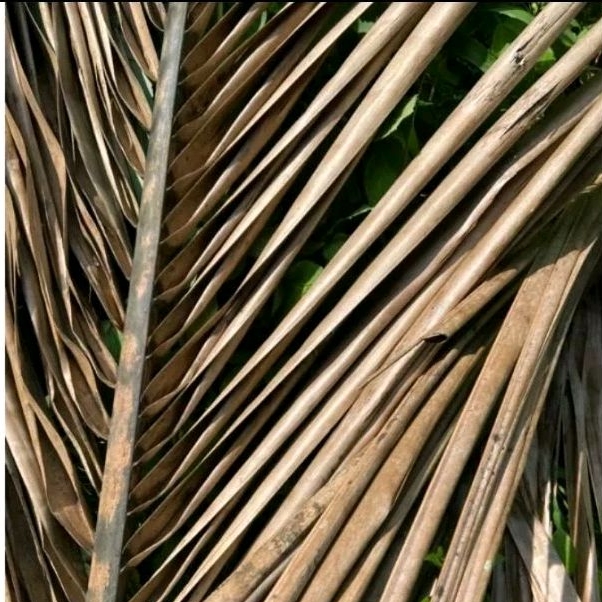 

Daun Kelapa Kering Baralak paket 25 Lembar/lidi