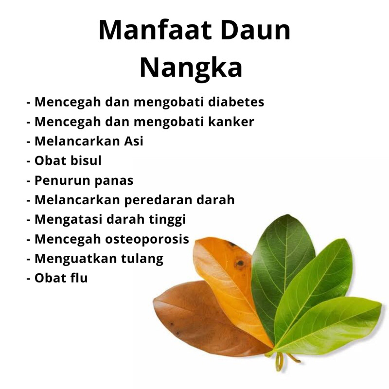 

Daun nangka untuk kesehatan 1 0ns