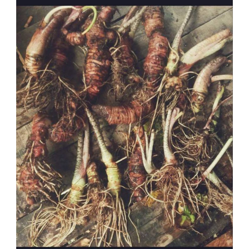 umbi alokasia zebrina satuan