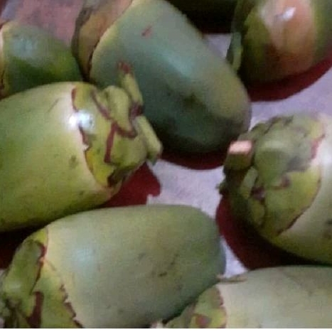 

baluruk/ buluruk / buah kelapa 1 kg