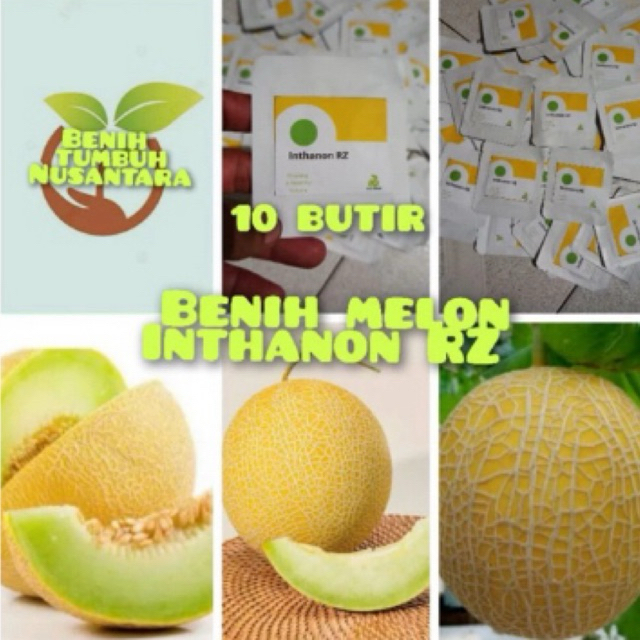 Benih Melon Premium Golden Inthanon