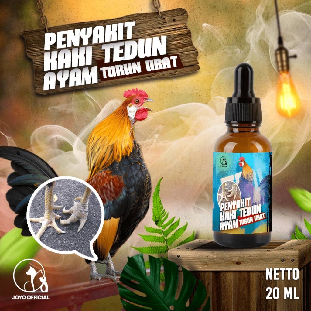 OBAT KAKI TEDUN AYAM | TURUN URAT | PENYAKIT SARAF | AYAM KAKI TEDUN