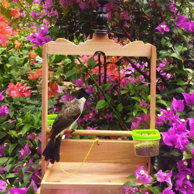 KODE F52X Sangkar Layang Kutilang Trucuk Perkutut burung pikat kutilang Sangkar Burung Jinak