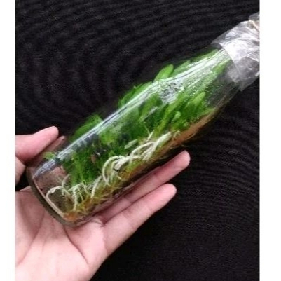 Bibit Botol Anggrek Dendrobium Hibrid Murah