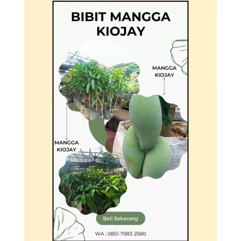 Bibit Mangga kiyojay