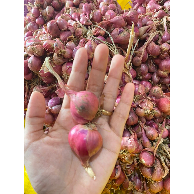 

(KHUSUS INSTAN) PROMO BAWANG MERAH ENREKANG FRESH UKURAN CAMPUR DI PANEN LANGSUNG BAWANG MERAH MURAH PREMIUM