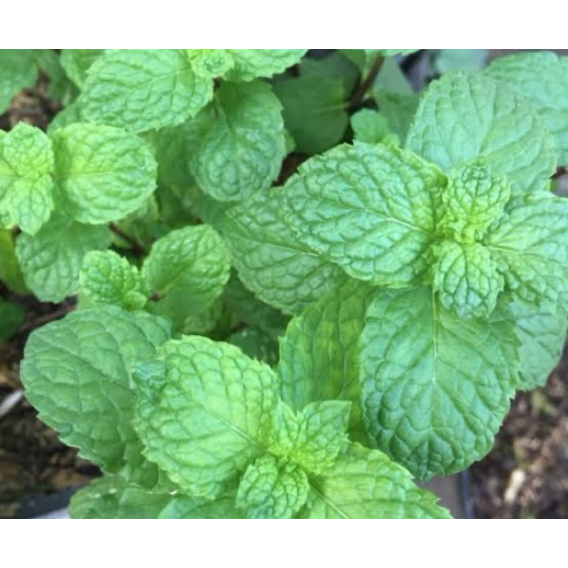 

Daun mint segar petik langsung daun papermint