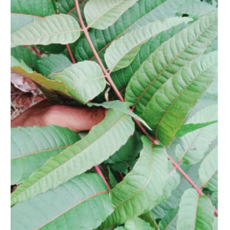 

Daun suren segar / daun surian segar 500 gram-az