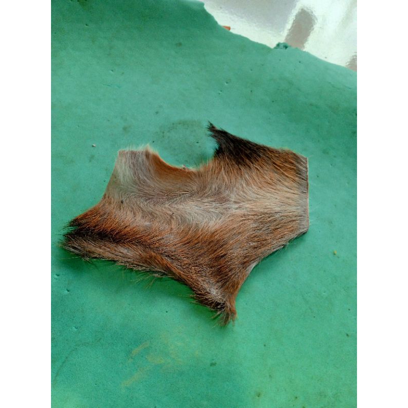 

kulit kijang asli