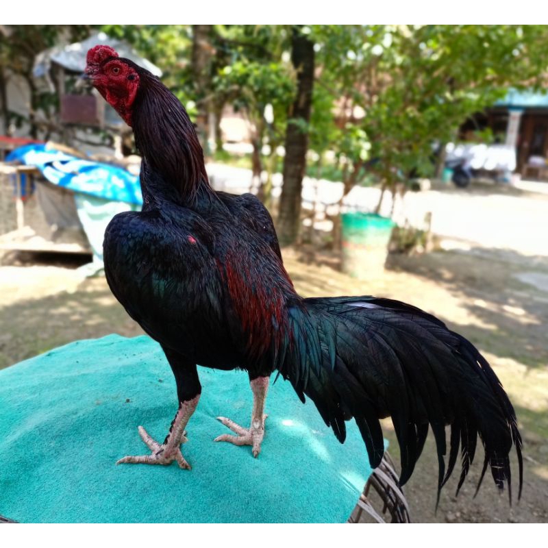 Black bull full brakot pukul badan