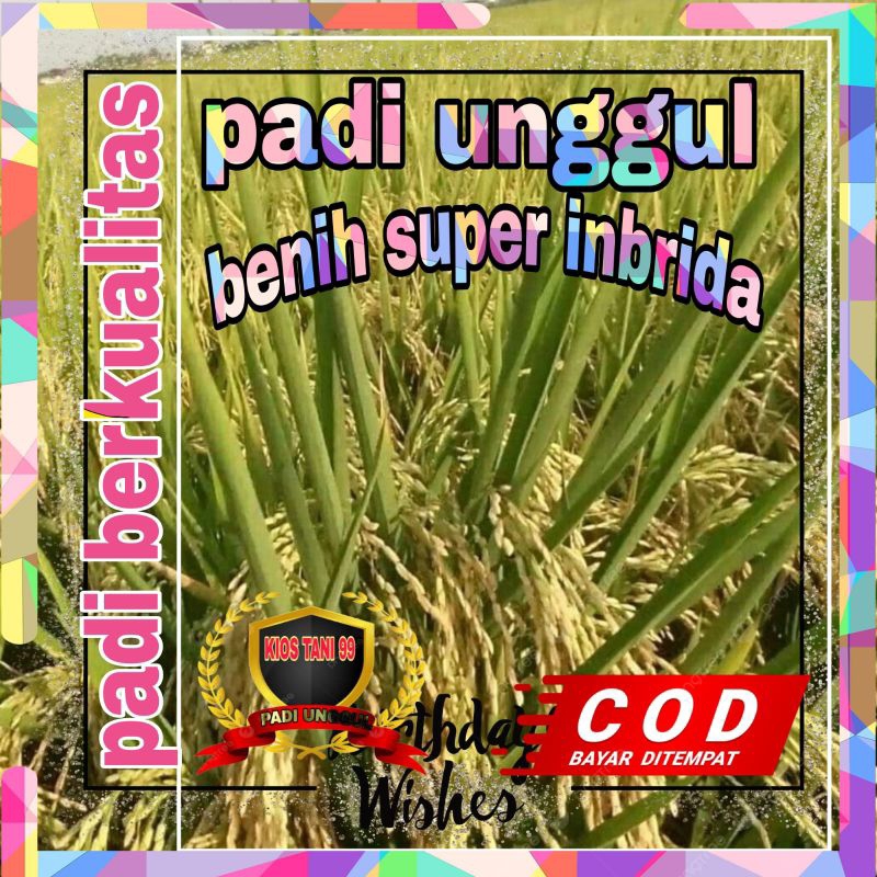 BENIH PADI SUPER UNGGUL HIBRIDA 06 ORIGINAL 1KG