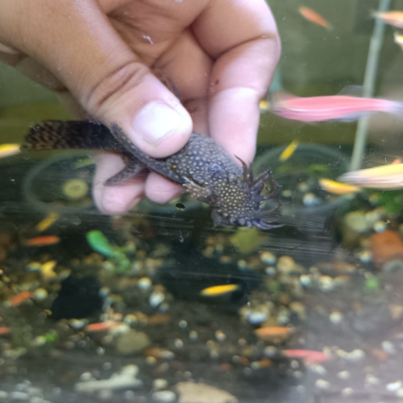 Hiasan Aquarium Ikan Brushmouth Hitam Pleco