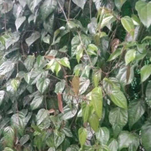 

Daun Sirih/suruh/suroh Segar Baru Petik Rp.100
