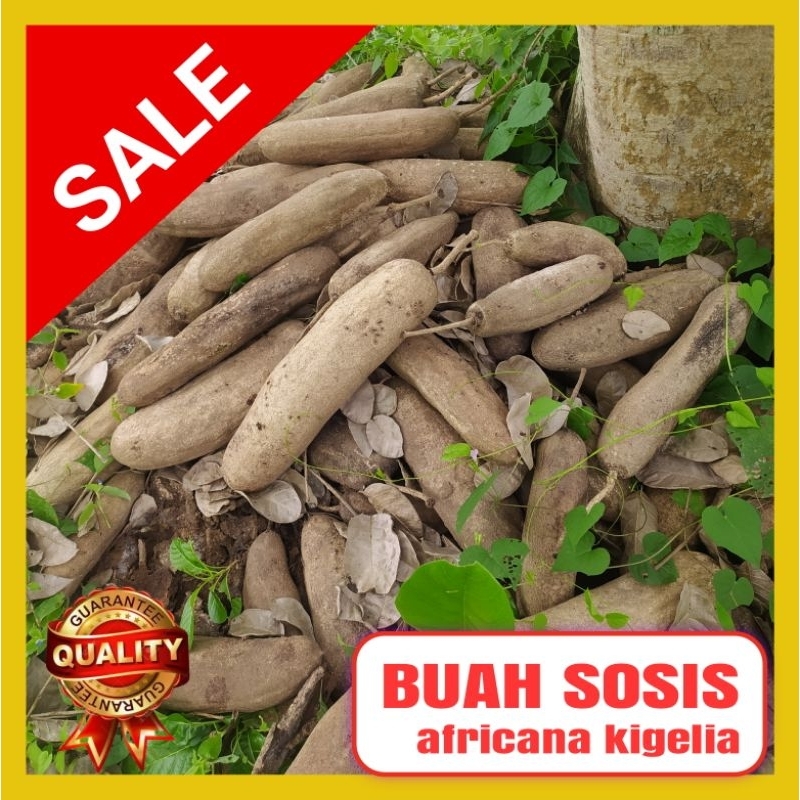 

buah pohon sosis , kunto bimo , africana kigelia