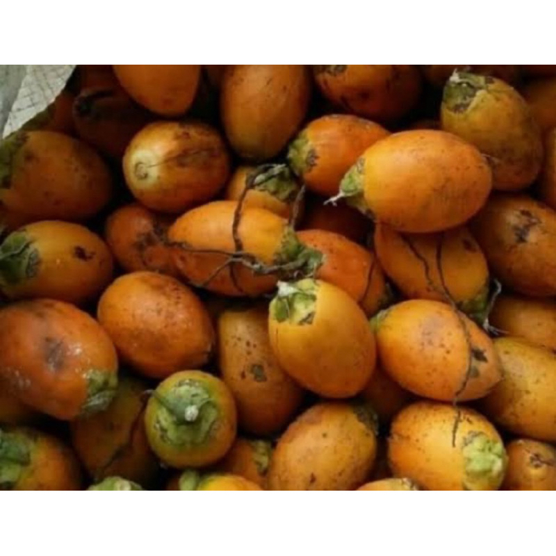 

Buah pinang tua segar petik langsung 1 kg-az
