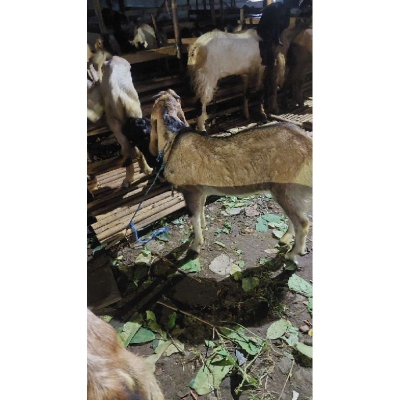 kambing kurban harga 2.9