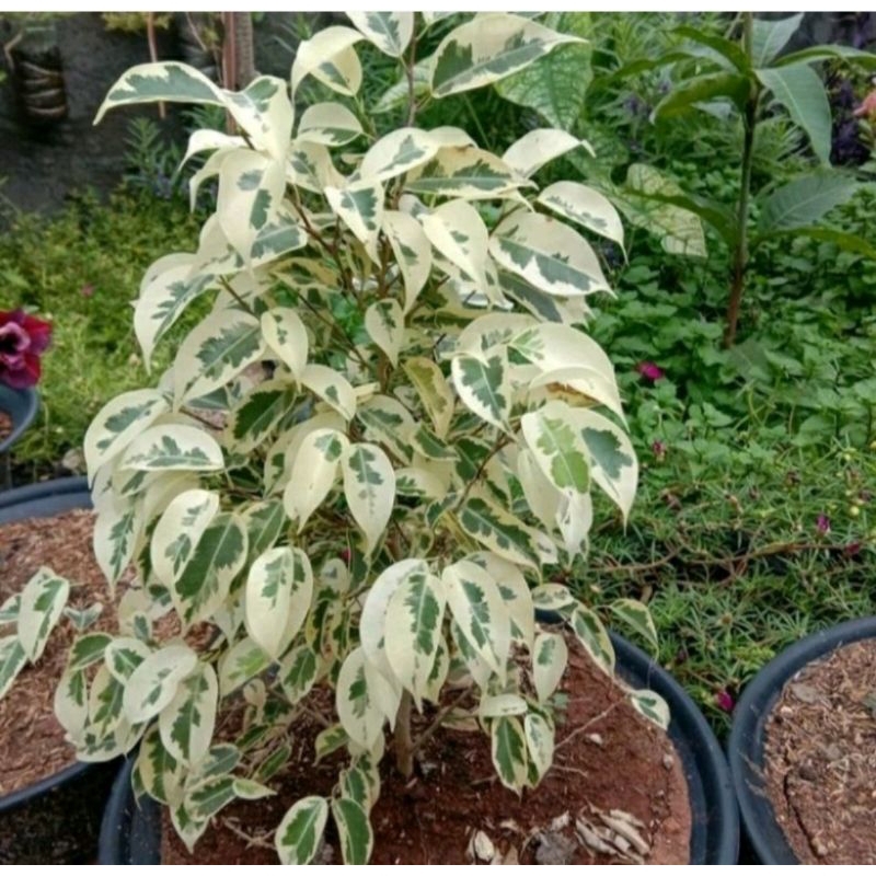 tanaman beringin varigata putih - pohon beringin putih