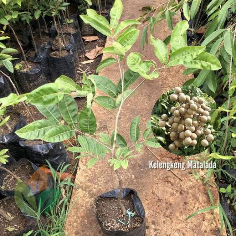 Bibit Kelengkeng Matalada Okulasi Batang Besar Cepat Berbuah