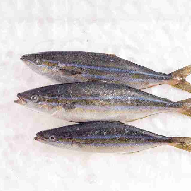 

Ikan Salem Laut Segar Dijamin SEGAR dan BERKUALITAS By FreshGoods Jakarta Barat