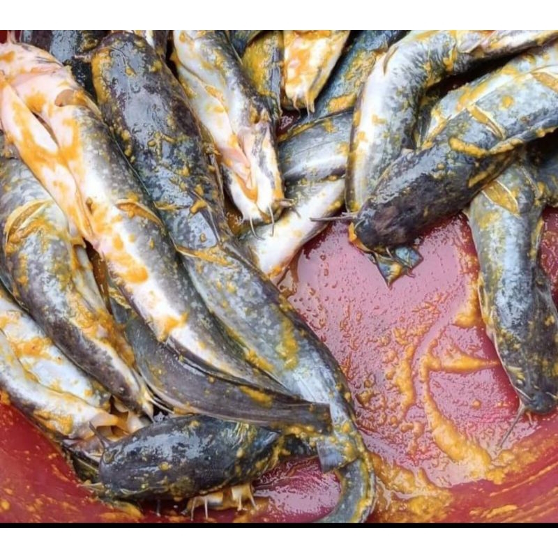 

Ikan Lele Ungkep