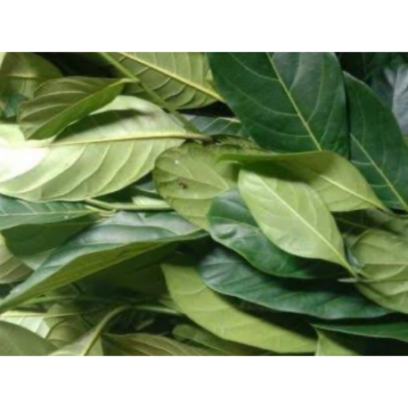 

Daun nangka segar petik langsung 500 gram-az