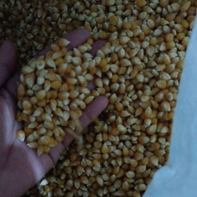 

jagung fel'x popcorn