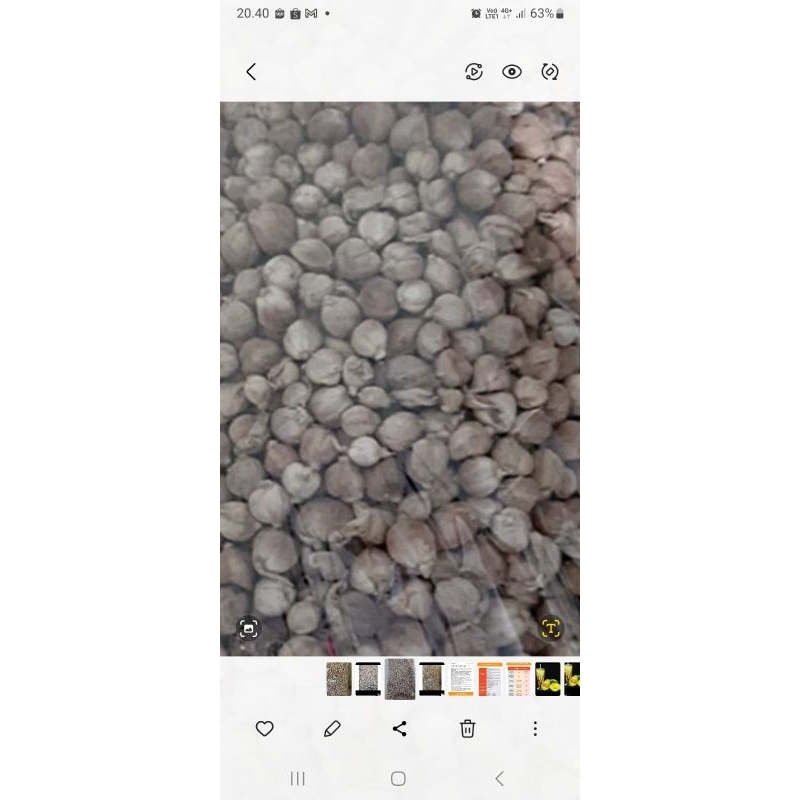 

KAPULAGA KERING MURNI