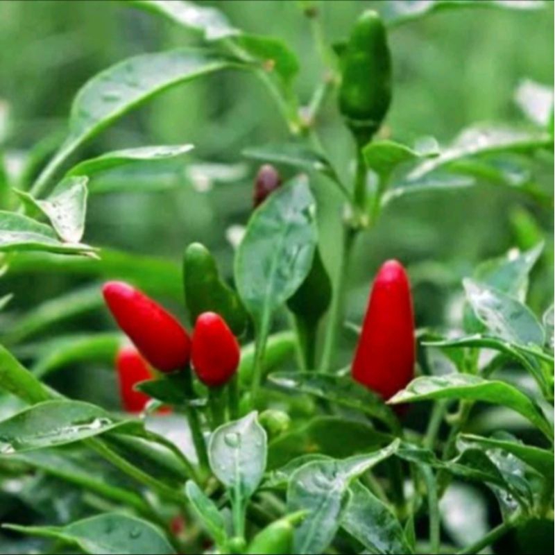 BIBIT BIJI CABAI RAWIT HIJAU ISI ±120 biji