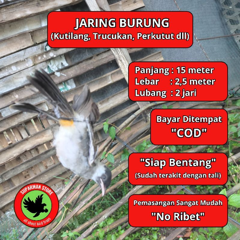 JARING BURUNG KUTILANG 10 JARING BURUNG CENDET JARING BURUNG KUTILANG JARING BURUNG PERKUTUT JARING 