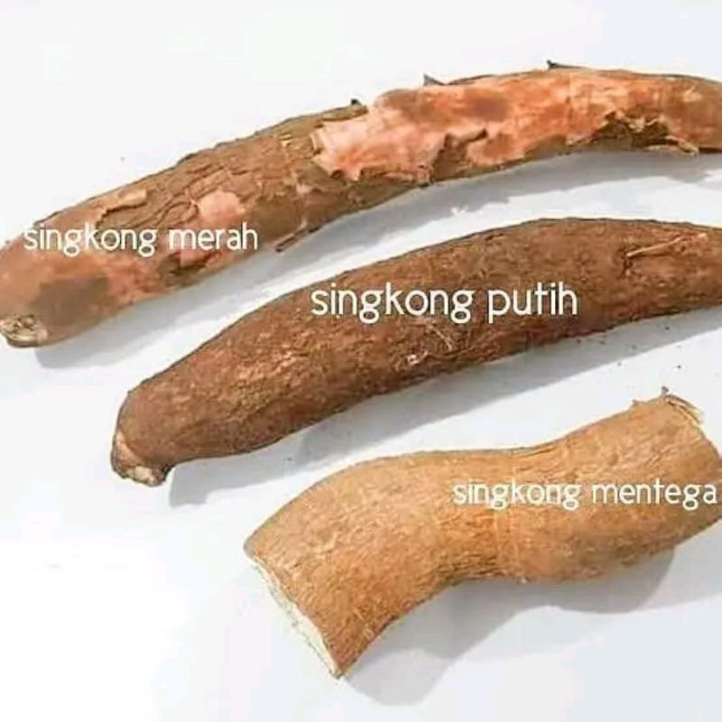 

singkong merah