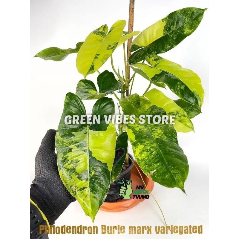 jual tanaman hias burlemarx variegata brekele variegata