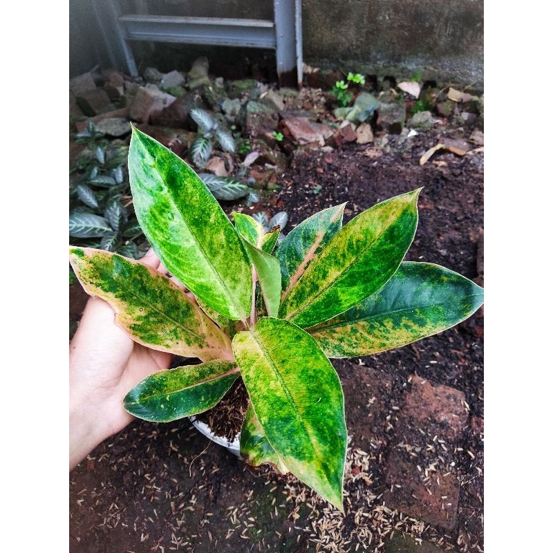 paket 2 Aglonema tanian lokal tembaga greg dan dara