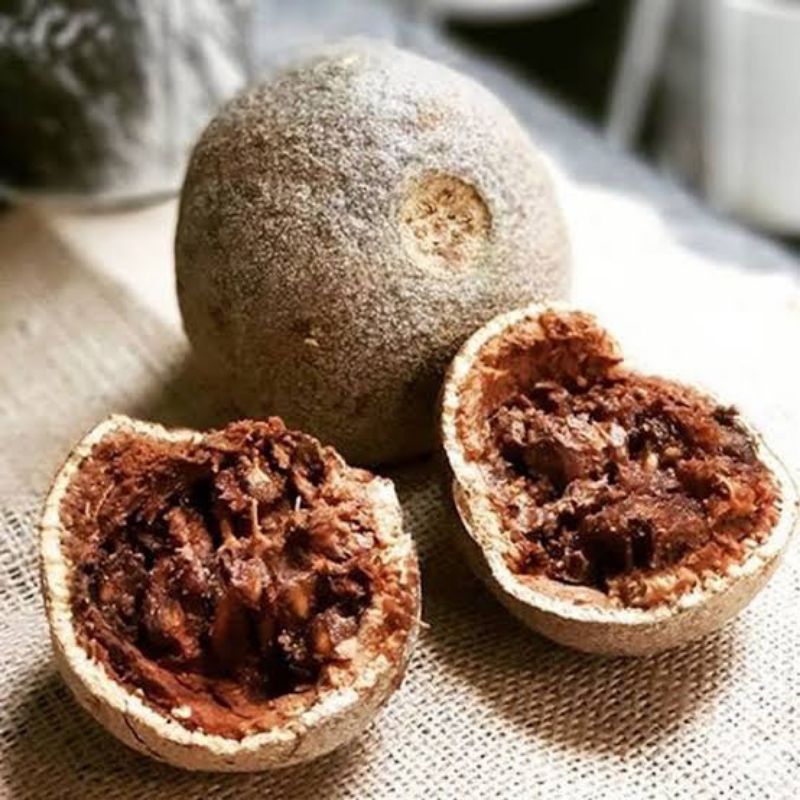 Bibit Buah Kawista Unggul Cepat Berbuah | Bibit Kawista Bisa Untuk Bonsai