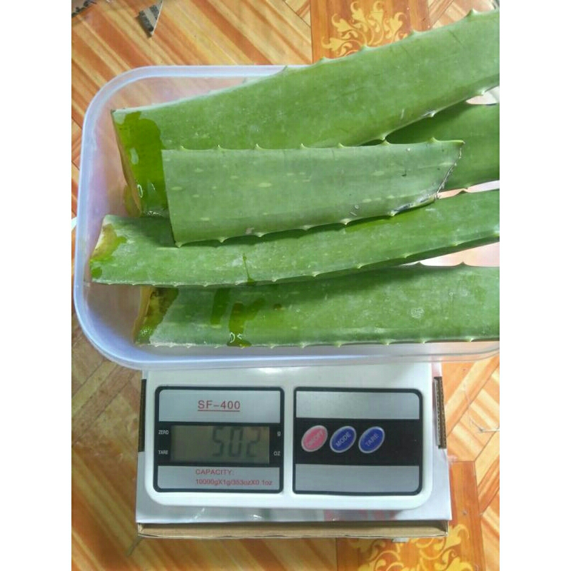

Lidah buaya segar 250gram