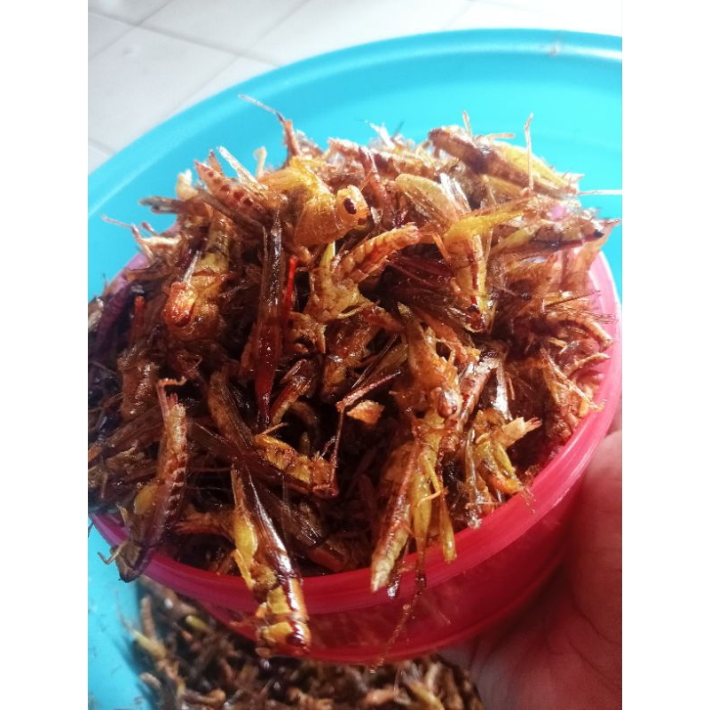 

WALANG UTIS atau belalang kecil
