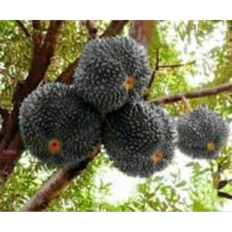 bibit durian ochee(durian duri hitam)tinggi 1meter
